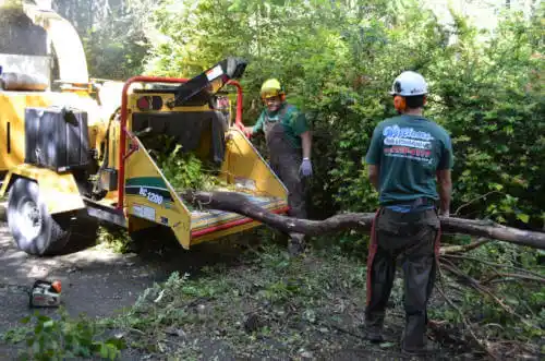 tree services Panama City